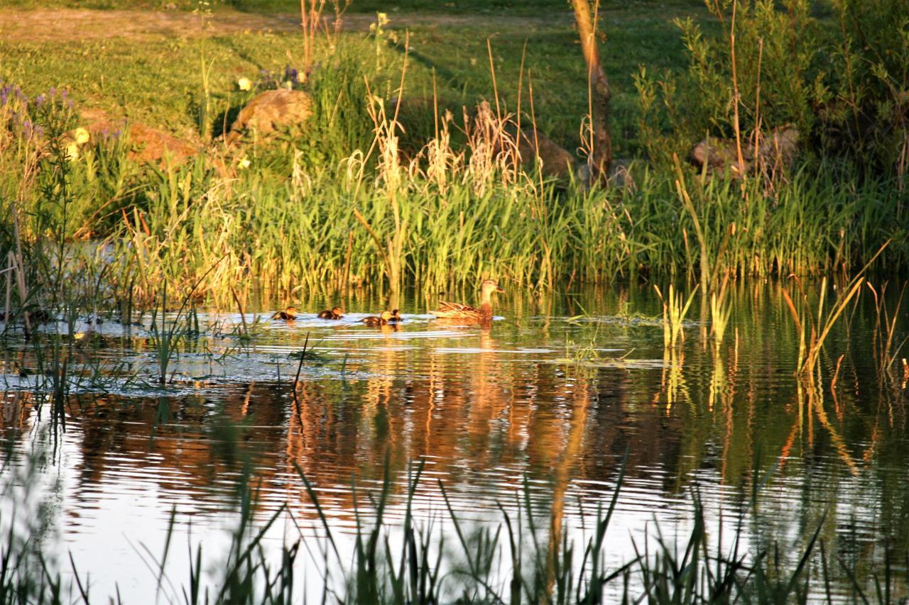 Rodkaergard Bed&Breakfast Kerteminde község Kültér fotó